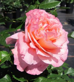 Nostalgie Edelrose Augusta Luise